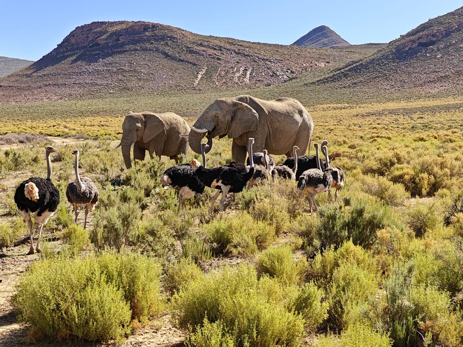 Aquila Game Reserve - Safari 9